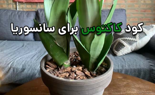 کود کاکتوس برای سانسوریا