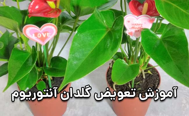 تعویض گلدان آنتوریوم تعویض گلدان آنتوریوم