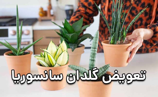 تعویض گلدان سانسوریا