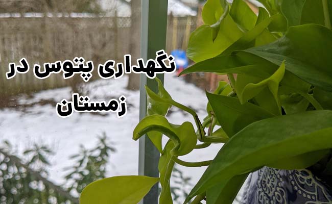 نگهداری پتوس در زمستان
