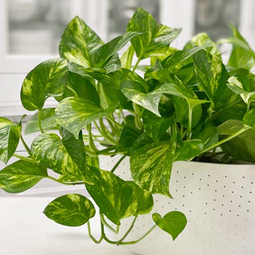 نگهداری پتوس در سرما