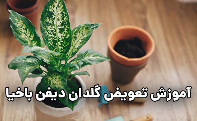 آموزش تعویض گلدان دیفن باخیا