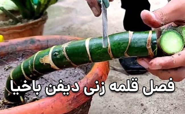 فصل قلمه زدن دیفن باخیا