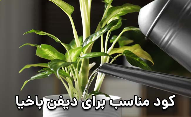 کود مناسب دیفن باخیا کود مناسب دیفن باخیا