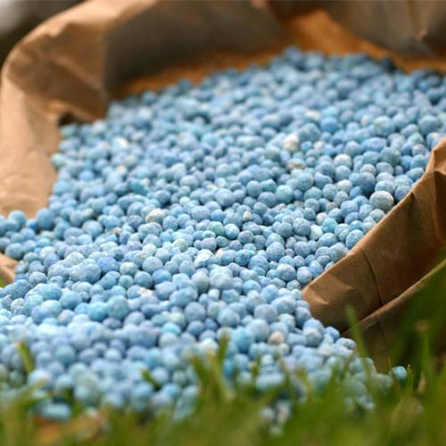 کود مناسب دیفن باخیا کود مناسب دیفن باخیا