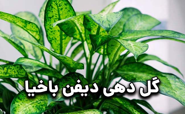 علت گل دادن دیفن باخیا