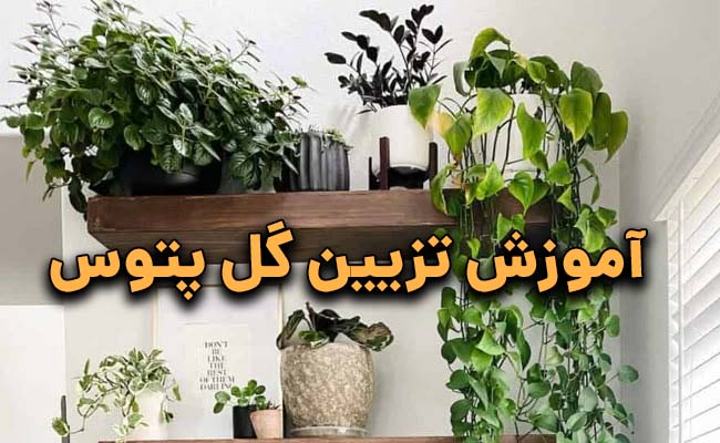 تزیین گل پتوس