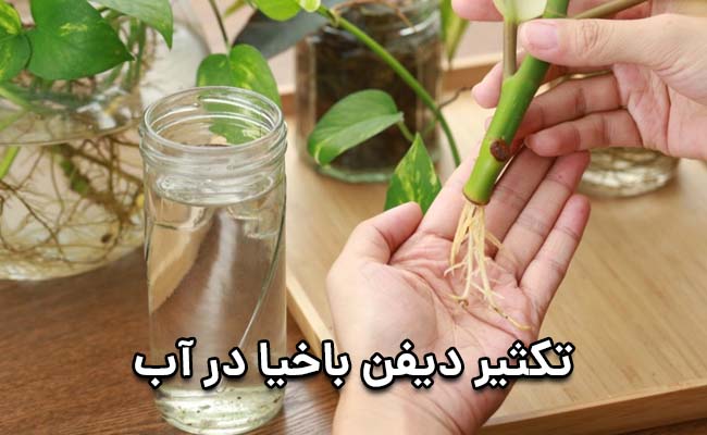 تکثیر دیفن باخیا در آب