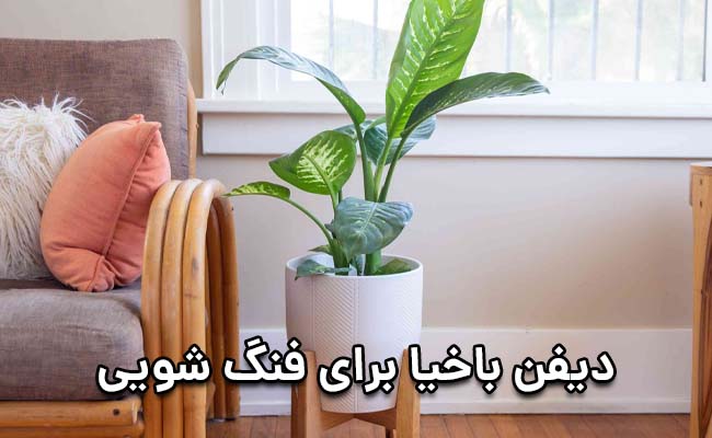 دیفن باخیا در فنگ شویی