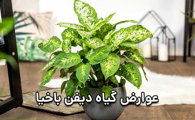عوارض دیفن باخیا عوارض دیفن باخیا