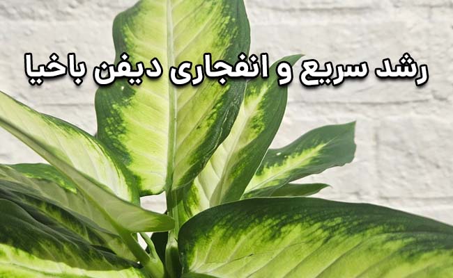 روش رشد سریع دیفن باخیا روش رشد سریع دیفن باخیا