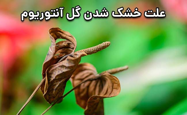 چرا گل آنتوریوم خشک میشود چرا گل آنتوریوم خشک میشود