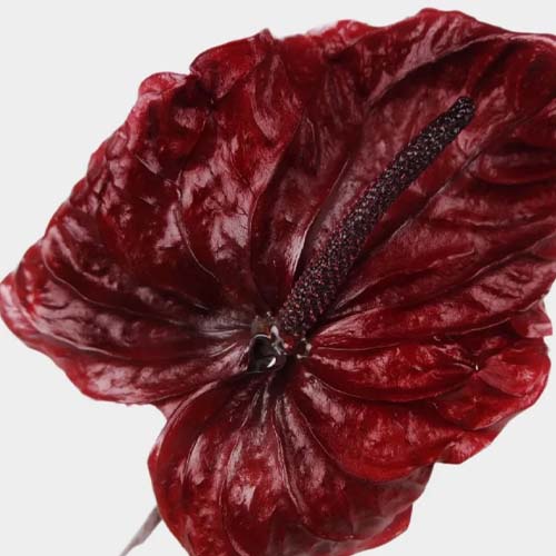 چرا گل آنتوریوم خشک میشود آنتوریوم خشک شده
