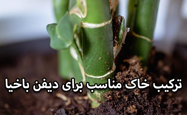 ترکیب خاک دیفن باخیا ترکیب خاک دیفن باخیا