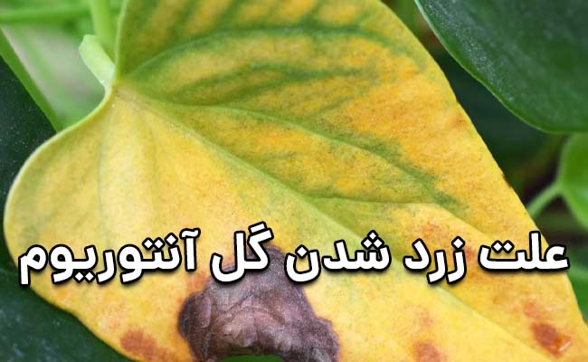 علت زرد شدن گل آنتوریوم علت زرد شدن گل آنتوریوم