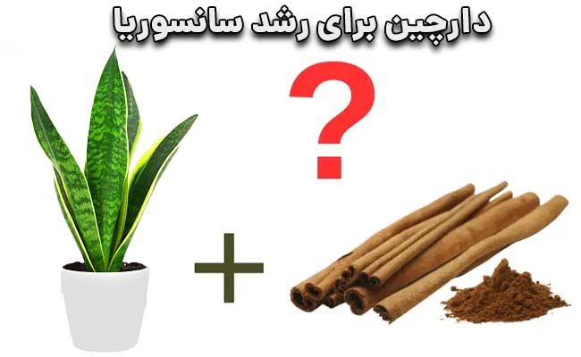 دارچین برای رشد سانسوریا دارچین برای سانسوریا
