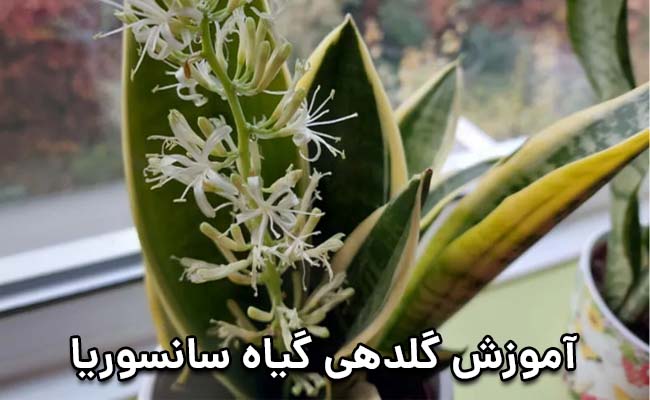 گل دادن سانسوریا گل دادن سانسوریا