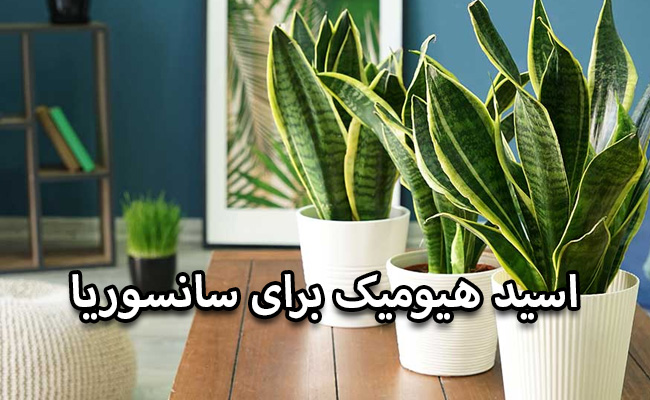 هیومیک اسید برای سانسوریا