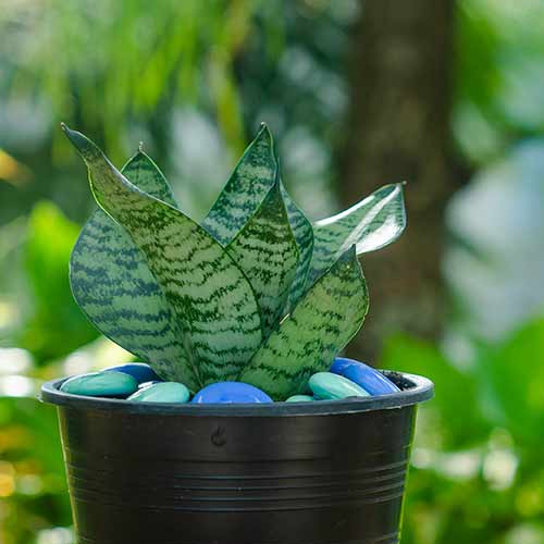 طرز استفاده اسید هیومیک برای سانسوریا