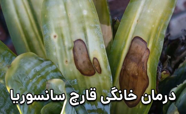 درمان خانگی قارچ سانسوریا