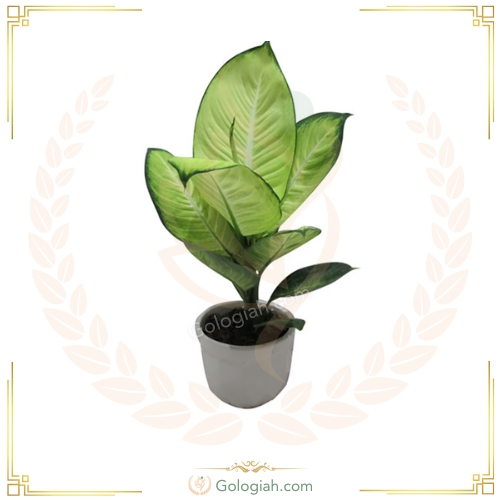 دیفن باخیا نئون
