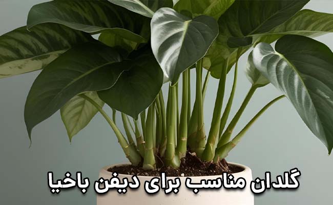 گلدان مناسب دیفن باخیا