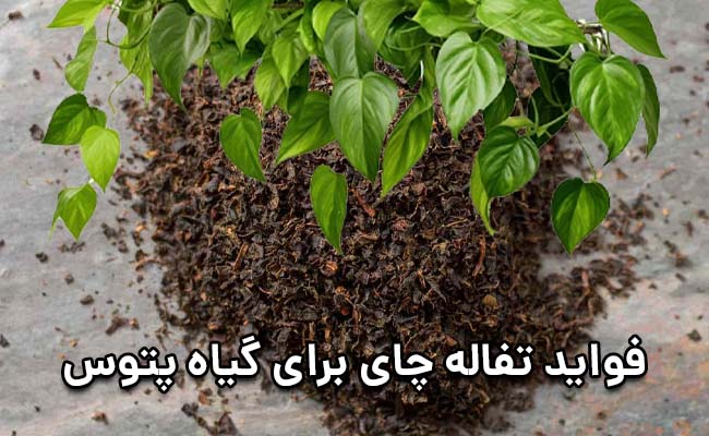 تفاله چای برای گل پتوس تفاله چای برای گل پتوس