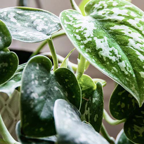 تفاله چای برای گل پتوس تفاله چای برای گل پتوس