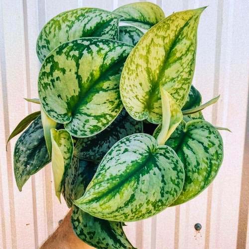تفاله چای برای گل پتوس تفاله چای برای گل پتوس