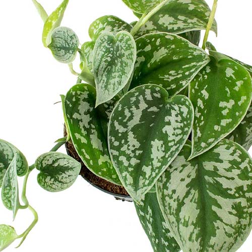 تفاله چای برای گل پتوس تفاله چای برای گل پتوس