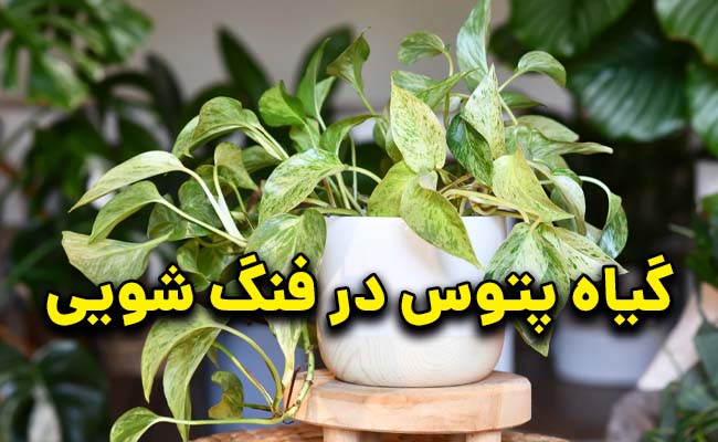 گیاه پتوس در فنگ شویی