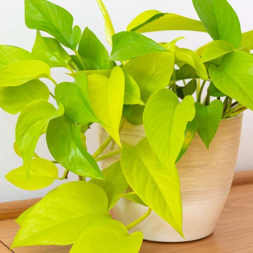 گیاه پتوس در فنگ شویی