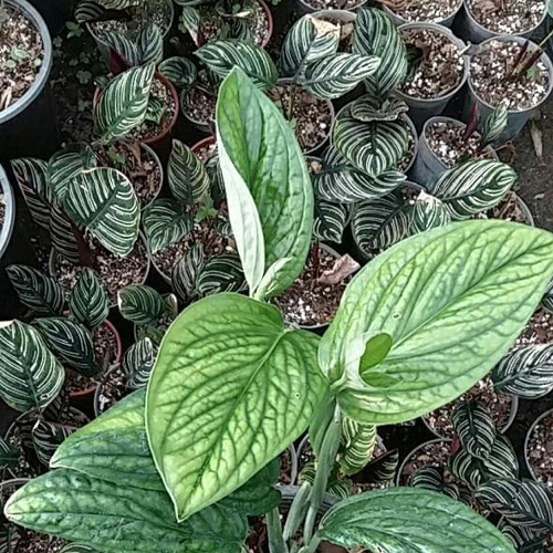پتوس چرمی شرایط نگهداری پتوس چرمی
