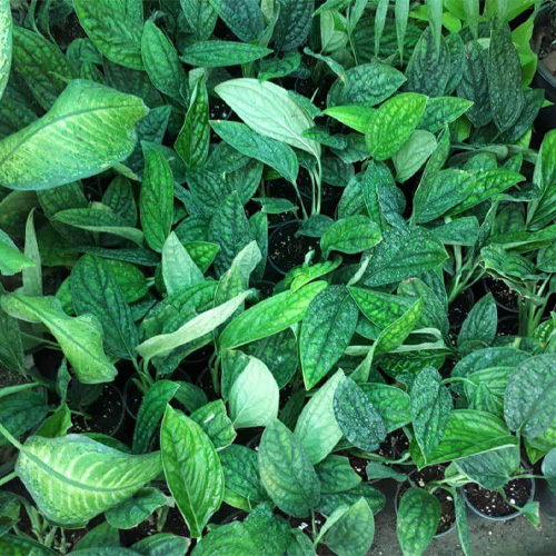 پتوس چرمی گیاه پتوس چرمی