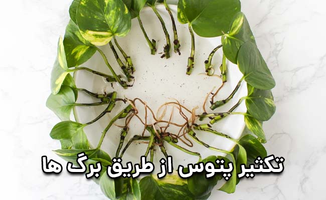 تکثیر پتوس از طریق برگ