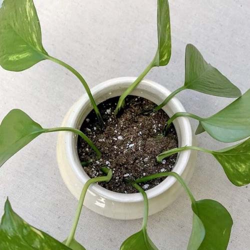 تکثیر پتوس از طریق برگ