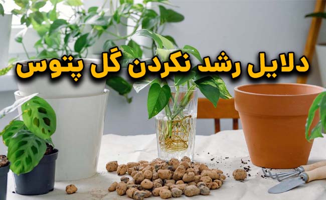 دلایل رشد نکردن پتوس
