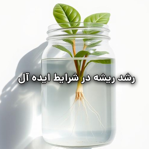 مراحل تکثیر پتوس از طریق برگ