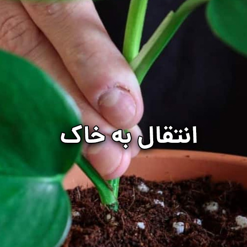مراحل تکثیر پتوس از طریق برگ
