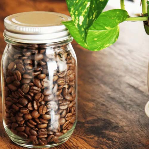 تفاله قهوه برای گل پتوس تفاله قهوه برای گل پتوس