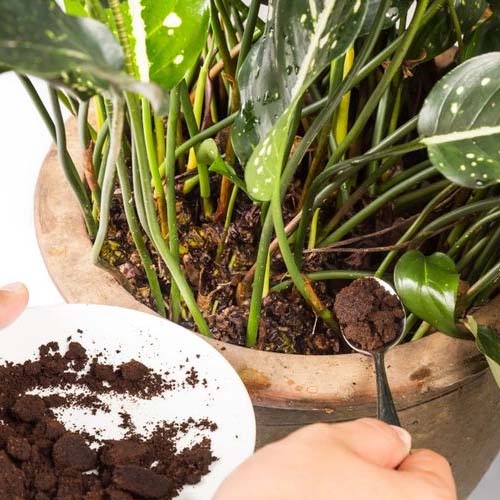 تفاله قهوه برای گل پتوس تفاله قهوه برای گل پتوس