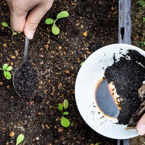 تفاله قهوه برای گل پتوس تفاله قهوه برای گل پتوس