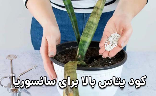 کود پتاس بالا برای سانسوریا کود پتاس بالا برای سانسوریا