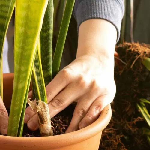 کود پتاس بالا برای سانسوریا کود پتاس بالا برای سانسوریا