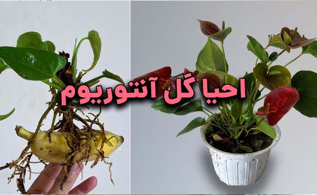 احیای گل آنتوریوم احیا گل آنتوریوم