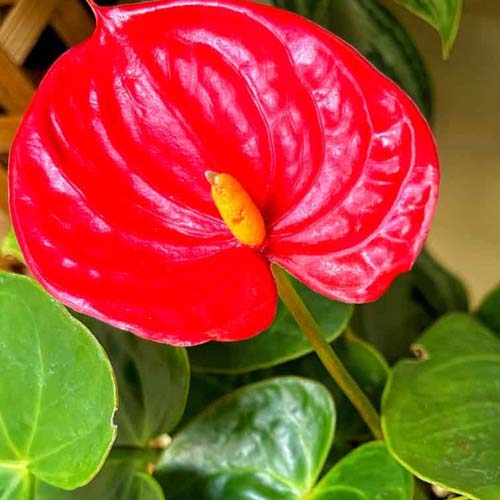 احیای گل آنتوریوم احیا گل آنتوریوم