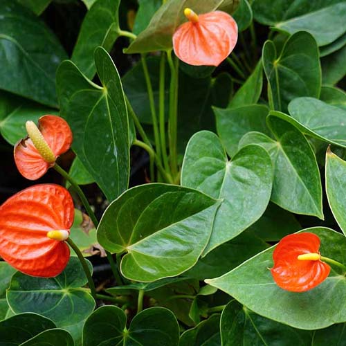 احیای گل آنتوریوم احیا گل آنتوریوم