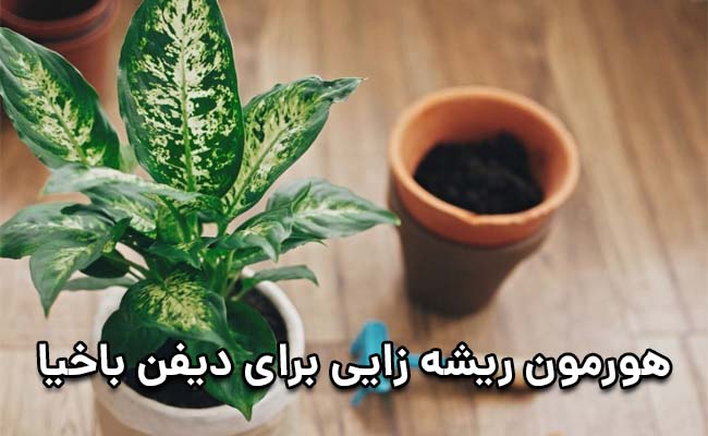 هورمون ریشه زایی دیفن باخیا هورمون ریشه زایی دیفن باخیا