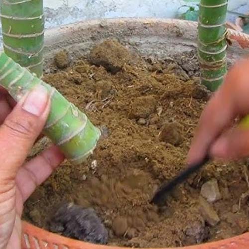 هورمون ریشه زایی دیفن باخیا هورمون ریشه زایی دیفن باخیا