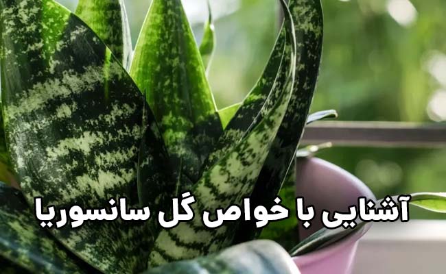 خواص گل سانسوریا خواص سانسوریا
